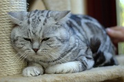 BRITISH SHORTHAIR 035